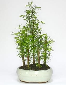 Dawn Redwood (metasequoia) Forest Bonsai 5 Trees - Supplied in a Ceramic Pot No Care Set