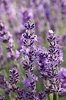 Herb Seed F1 Hybrid Pack For Home Garden Planting And Gardening (Pack Of 1 Paket) (Lavender).