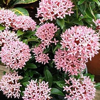 Live Flower Plant Ixora Pink Color | Indoor & Outdoor Flowering Plant with Pot | Easy to Grow Decorative Plant for Home, Garden & Gifting | Pack of 1