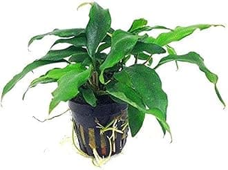 Maalavya Live Aquarium Aquatic Plant Anubias & Fern on Lava rock (Barteri VAR. glabra)