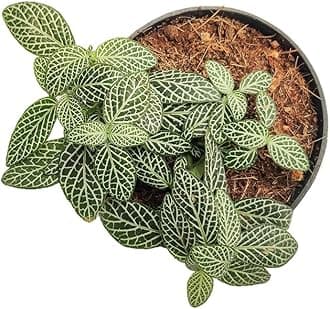 kritika fittonia plant