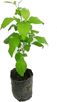 Kalfo Live Bilva Leaf Bel Patra Plant Bael Leaf Bel Patra for Puja Bael Fruit Plant Bilva Leaf Medicinal Plant with Black Plastic Pot