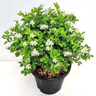 Garden Art Flowering Outdoor Live Plant For Home and Garden Decor | Pack of 1 Healthy Live Plant With Grower's Pot/Bag (Murraya Paniculata)