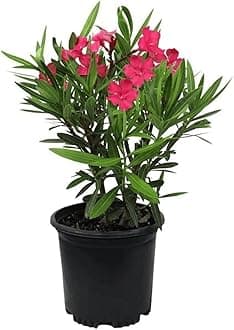 Garden Art Nerium Dwarf Red Live Plant in Grower's Bag For Outdoor | Nerium Oleander Red