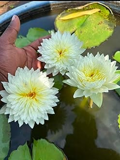 White Water Lily Flower Plant for Aquatic Gardens, (pack of 1)