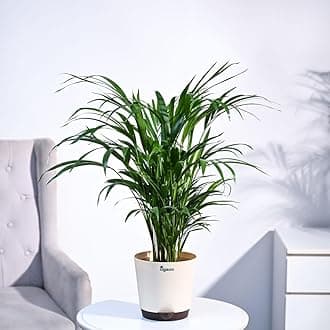 UGAOO Areca Palm Natural Live Indoor Plant with Pot - Extra Large
