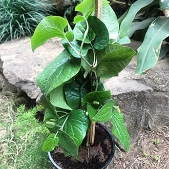 Piper chaba/piper chilli/chui jhal/choi jhal/Long Pepper/Pippali Plant (Small plant) pack of 1 Live Plant