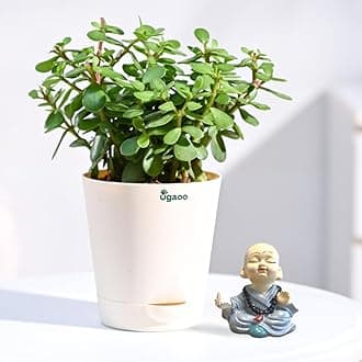 Ugaoo Lucky Jade Plant Gift set with Miniature Monk - for Anniversary, Birthday - for Girls, Men, Women, Boys, Friend