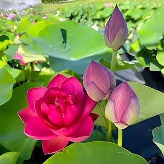 All Time Beautiful Hybrid Big Lily Red Lotus Tuber/Root Flower Plant Tree|| Granted Blooming 30 Days For Home Garden Outdoor Indoor Plant.