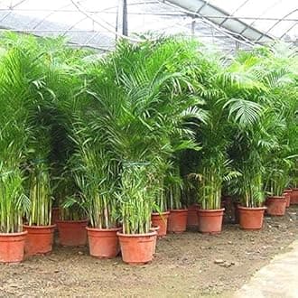 Oxygen trees for home indoor,areca palm plant (Pack of 2)