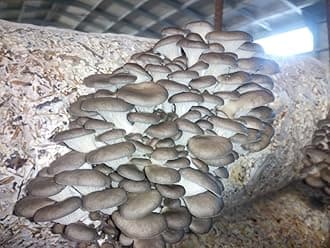 100+ Oyster Mushrooms Mycelium Spawn Spores - Mushroom Brown