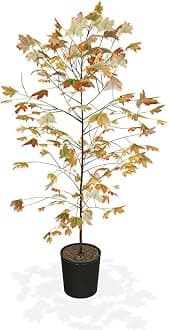 Brighter Blooms - Autumn Blaze® Red Maple Tree, 6-7 ft. - No Shipping to AK, AZ, HI