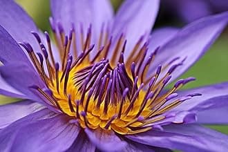 Grow Your Secret GardenBlue Lotus Nelumbo Nucifera Fresh 5 Seeds