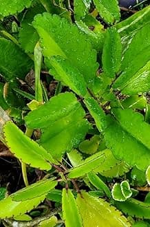 Rare Kalanchoe Pinnata Miracle Leaf Air Plants Bryophyllum Pinnatum rasa1ca (4" Plant)
