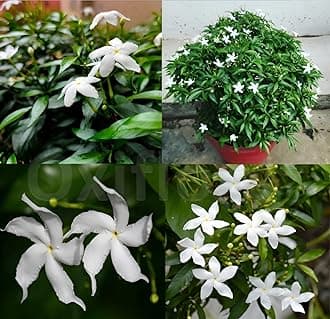 Tagar Mini Chandni Crape Jasmine Flower Live Plant Original Variety (Pack of 1)