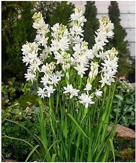 Double petal tuberose bulbs ( pack of 2 )