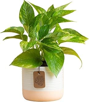 Costa Farms Golden Pothos Live Plant, Easy to Grow Vining Live Indoor Houseplant in Décor Planter, Real Housewarming Plant Gift, Home or Room Decor, 8-Inches Tall