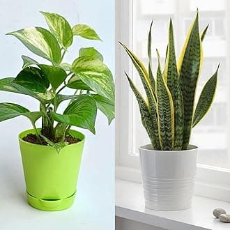 Air purifier plants for home indoor Positive Energy and Cleaner Air- Money + Snake plants Combo Pack of 2