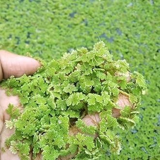 Azolla seeds 600 seeds