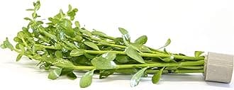 – Bacopa monniera - Tropical Aquarium Plants - Oxygenating Plant Aquarium, Fish Tank, Live Plants for aquascaping, Tropical Aquatic Plants.