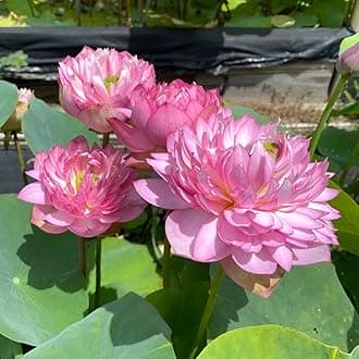 Guarante Blooming''ULTIMATED THOUSAND Petal Double Lotus'' Live Plant (TUBER/Root) With in 30 Days BIG Hybrid Water Lotus