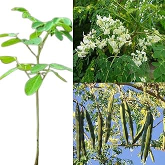 Drumstick plant dwarf, Moringa, Drumstick, Sahjan 2 live plant