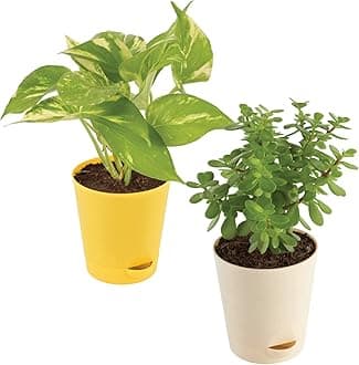 Ugaoo Good Luck Indoor Plants For Home With Pot - Jade Plant & Money Plant Variegated