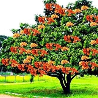 OhhSome Live Ashok Tree Plant, Saraca Asoca Plant