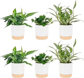 Costa Farms Live Pothos Plants, Assorted Devil's Ivy in Decorative Pots, Easy to Maintain, Air Purifying Indoor Houseplants, Room or Office Decor, House Warming Gift, 12-14 Inches Tall, Pack of 6