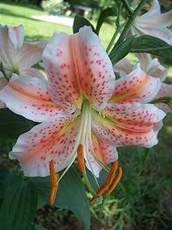 SVG® Oriental lily Double Imported Flower Bulbs All season for Your Home and Gardening Pack 2 bulbs (ORANGE WHITE)