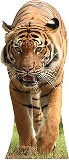 Star Cutouts Cut Out of Tiger