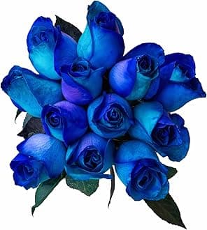 12 Stems - Fresh Cut Blue Lollipop Roses from Flower Explosion