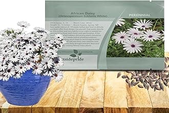 Outsidepride White Osteospermum African Daisy Seeds - 250 Pcs. Perennial Flower Seeds for Planting Outdoors with Long-Lasting Blooms, Drought-Tolerant, Easy to Grow for Sunny Gardens & Borders