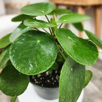 TreeGoo Chinese Lucky Money Plant with 4-Inch Black Pot - Easy Care, Air-Purifying Indoor Plant for Home and Office Decor (Rare Variety)