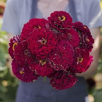 Eden Brothers Zinnia Benary Giant Wine - Packet, Non-GMO Seeds for Planting, Packet | Low-Maintenance Flower Seeds, Plant During Spring, Zones 2, 3, 4, 5, 6, 7, 8, 9, 10