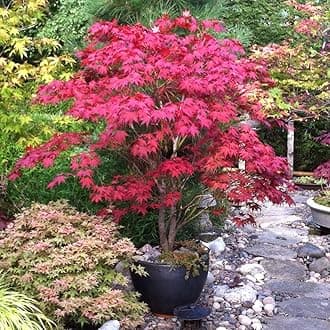 25pcs Red Japanese Maple Tree Seeds Acer Palmatum Atropurpureum