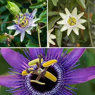 You Garden - 3 x Passiflora Supplied in 9cm Pots - Exotic Passion Flowers for Gardens - Perfect in Pots for Patios - Passion Vine Garden Ready Plants in Pots - Perfect for Exotic Gardens