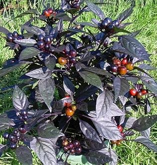 Black Pearl Hot Pepper Plant - Ornamental/Edible - Hottest Pearl Pepper-2.5" Pot