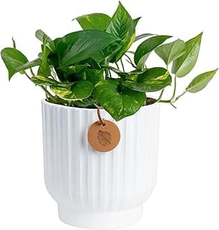 Costa Farms Golden Pothos Live Plant, Devil's Ivy in Decorative Pot, Easy to Maintain, Air Purifying Indoor Houseplant, Home, Room, or Office Decor, House Warming or Birthday Gift, 12-14 Inches Tall