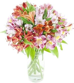 Alstromeria Peruvian Lilies (20 stems with Vase)