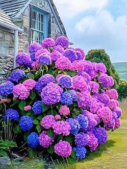 Hydrangea Imported Flower Seeds For Your Home Gardening | Pack of 70 to 80 seeds (PURPLE WITH VIOLET)