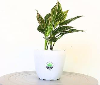 Aglaonema Red Vein | Indoor Plant