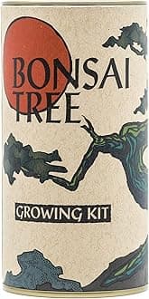 Bonsai Tree | Japanese Black Pine | Seed Grow Kit | The Jonsteen Company