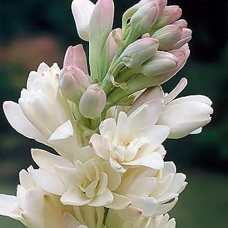 Tuberose (Rajanigandha) Flower Bulbs - Pink-White Colour, Multi Petal Variety, Medium Size, Pack of 5 Bulbs, Fragrant & Elegant Blooms for Garden, Indoor & Outdoor Planting