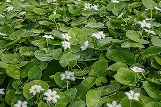 White Snowflake | Surface Pond Plants - Easy Water Garden Plants