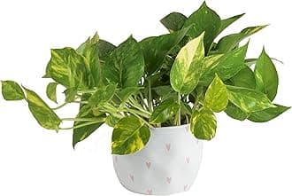 Costa Farms Live Pothos Plant, Easy to Grow Vining Houseplant in Cute Décor Planter, Housewarming Gift, Room Decor, 10-12 Inches Tall