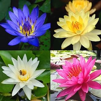 4 Pack Water Lily Tubers Live Aquatic Plant Freshwater Pond Garden Colorful by Greenpro