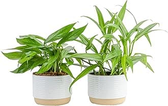 Live Pothos Plants in Decorative Pots, Easy to Maintain Vining Plant, Air Purifying Indoor Houseplants, Room or Office Decor, House Warming Gift, 12-14 Inches Tall, Pack of 2