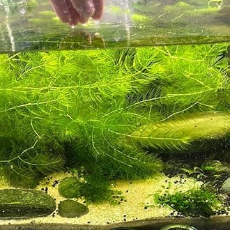 Aquarium live plants set (Pack of 12)