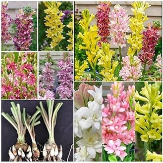 - Tube rose flower bulbs (Pack of 8 Mix Multi Color rajnigandha Bulbs)